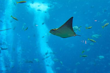 Stingray swimming underwater. Sting ray is also called sea cats 