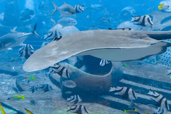 Sting ray swimming underwater. The short-tail stingray or smooth — 图库照片