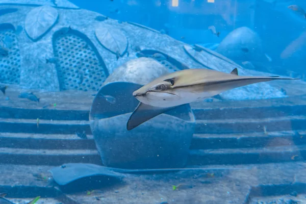Stingray swimming underwater. Sting ray is also called sea cats