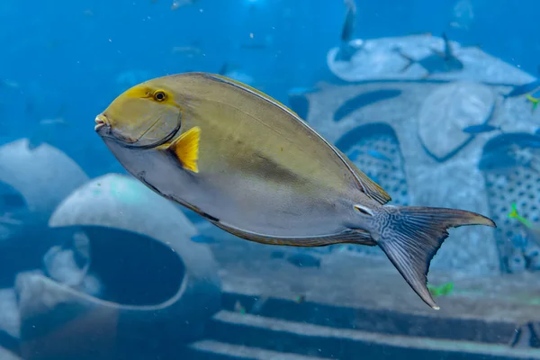 Peixes-cirurgiões-oculares (Acanthurus xanthopterus) ou albacora — Fotografia de Stock