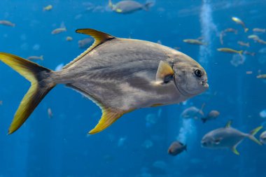 Atlantis, Sanya, Hain 'de Trachinotus blochii veya snubnose pompano