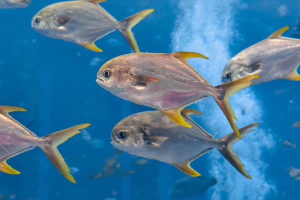 Trachinotus blochii or snubnose pompano in Atlantis, Sanya, Hain — Stock Photo, Image