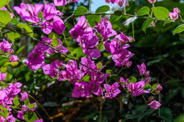 The various vegetation, flowers and trees in the tropical forest