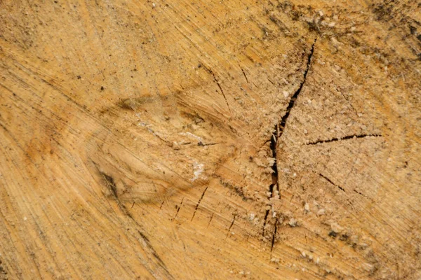 Tree ring log wood. Natural organic texture with cracked and rou