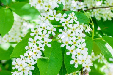 Yumuşak güneş ışığında çiçek açan kuş kiraz (Prunus padus). Akışı