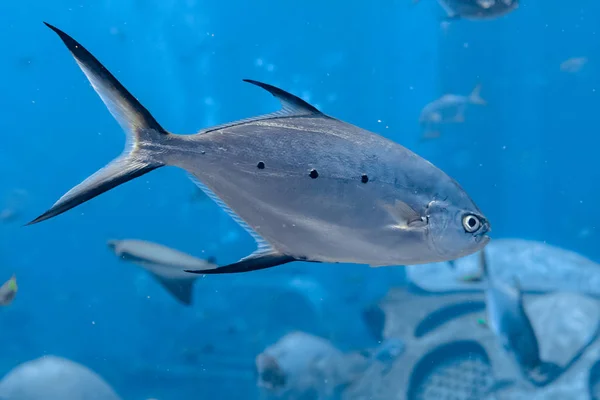 Trachinotus baillonii nebo malinkatá šipka v Atlantis, Sanya, H — Stock fotografie