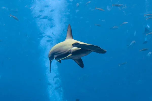 Акула-молот в аквариуме. Великий молот (Сфирна) — стоковое фото