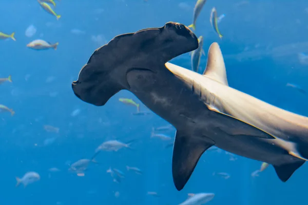 Акула-молот в аквариуме. Великий молот (Сфирна) — стоковое фото