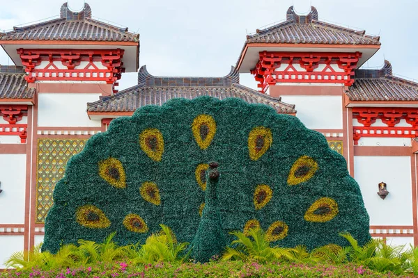 Sanya Hainan China Februari 2020 Bloem Pauw Tuin Bij Ingang — Stockfoto