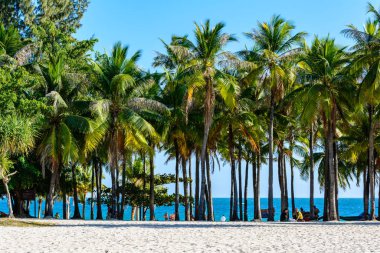 Sanya, Hainan, China - February 20, 2020: The tropical palm trees and plants in sunny day on the coast of Xiaodonghai Bay in South China Sea. Nature Landscape. clipart