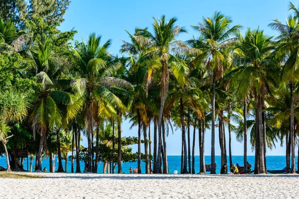 Sanya, Hainan, Çin - 20 Şubat 2020: Güney Çin Denizi 'ndeki Xiaodonghai Körfezi kıyısında güneşli bir günde tropikal palmiye ağaçları ve bitkiler. Doğa Manzarası.