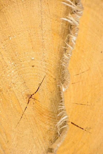 Tree ring log wood. Natural organic texture with cracked and rough surface. Close-up macro view of end cut wood tree section with cracks. Wooden surface with annual rings.