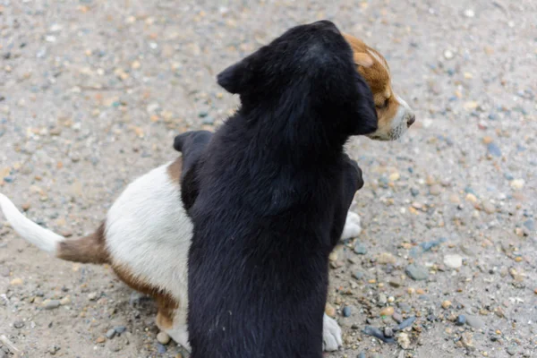 Zwei Süße Kleine Obdachlose Welpen Kämpfen Spielen Und Beißen Sich — Stockfoto