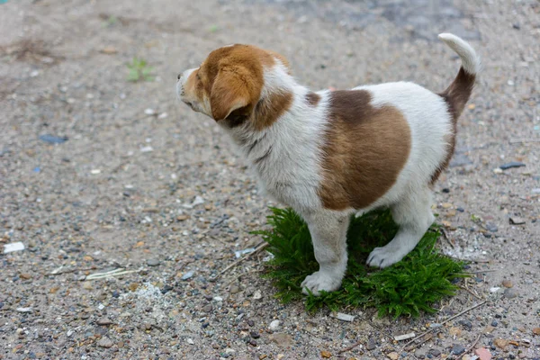 A homeless puppy guards a small island of green grass. The concept of ecology, climate change, global warming, sustainable development, conservation of the planet for future generations. Kind puppy.