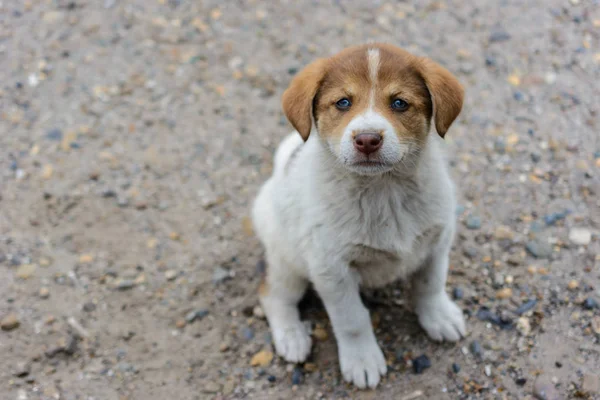 Kind, cute, small, hungry, poor, abandoned, homeless puppy wants to eat and find a master. The concept of protecting stray animals. The interaction of humans and animals.