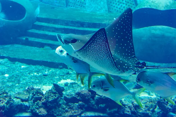 Aetobatus Ocellatus Una Especie Pez Cartilaginoso Familia Myliobatidae Atlantis Sanya —  Fotos de Stock