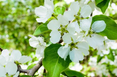 Beyaz Elma Çiçekleri. Çiçek açan güzel elma ağaçları. Baharda çiçek açan bir arka plan. Çiçek açan elma ağacı (Malus domestica) yakın plan. Elma çiçeği. Bahar geldi..