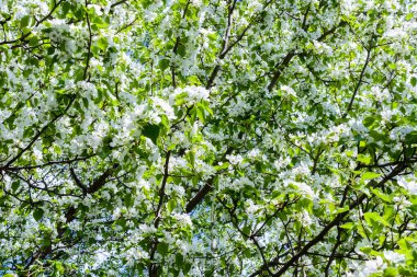 Çiçek açan elma ağacı (Malus prunifolia, Çin elması, Çin yengeç) kokulu aromayayılır. Güneş ışığı üzerinde tam çiçek açan elma ağacı. Çiçekler elma ağacı yakın çekim. Bahar.