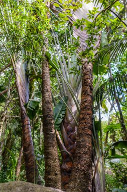 The various vegetation, flowers and trees in the tropical forest in Yanoda Park,  Sanya city. Hainan island, China.