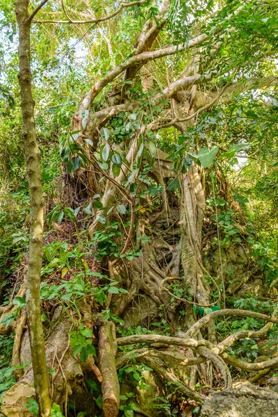 Vegetación Variada Flores Árboles Bosque Tropical Parque Yanoda Ciudad Sanya — Foto de Stock