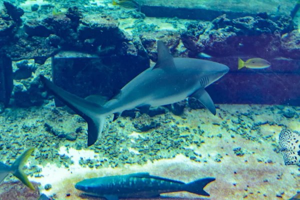 Primer Plano Tiburón Arrecife Cerca Atlántida Ciudad Sanya Isla Hainan —  Fotos de Stock