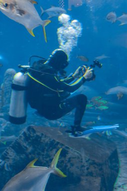 Sualtı fotoğrafçıları büyük akvaryumda tüplü dalış yapıyorlar. Kameralı dalgıçlar çok sayıda balıkla çevrili. Sanya, Hainan, Çin.