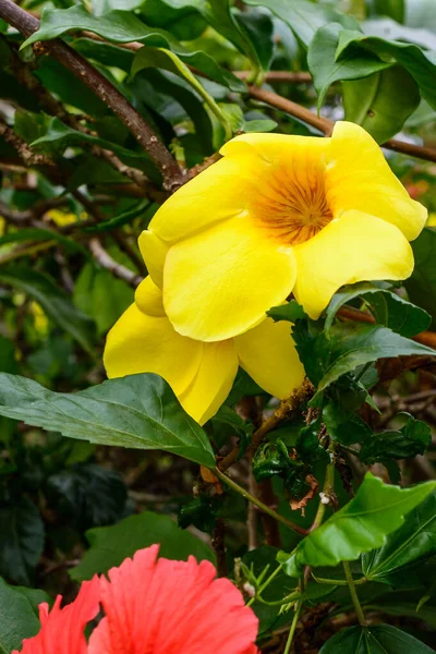 Beautiful Vegetation Trees Flowers Lakes Ponds Famous Tropical Bai Gong — Stock Photo, Image