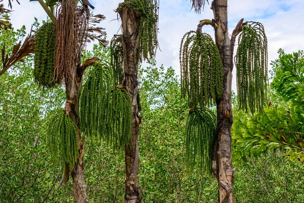 Sanya 'daki ünlü tropikal Bai Lu Gong Yuan Parkı' nda güzel bitkiler, ağaçlar, çiçekler, göller ve göletler. Hainan Adası, Çin.