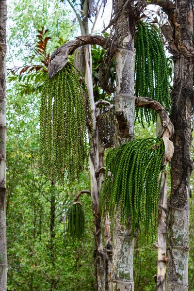 Hermosa Vegetación Árboles Flores Lagos Estanques Famoso Parque Tropical Bai — Foto de Stock