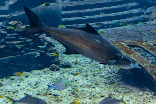 海南岛亚特兰蒂斯饭店一个巨大的水族馆里有各种各样的鱼 超过500种鱼类 珊瑚和贝类 中国三亚 — 图库照片