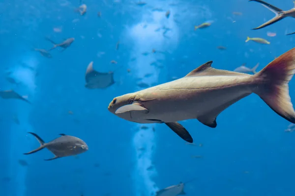 A wide variety of fishes (more than 500 species fishes, sharks, corals and shellfish) in a huge aquarium in Hotel Atlantis on island Hainan. Sanya, China.