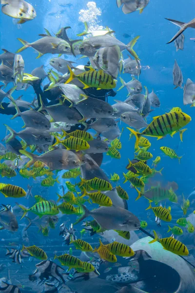 Fotógrafos Submarinos Inmersiones Con Enorme Acuario Buceadores Con Cámara Rodeados — Foto de Stock