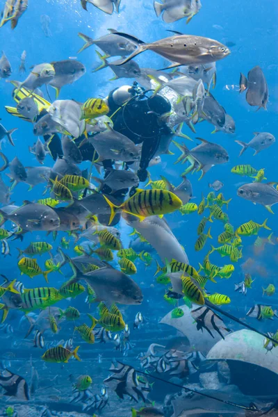 Underwater photographers on scuba dives with in the huge aquarium. Divers with camera surrounded by a large number of fish. Sanya, Hainan, China.