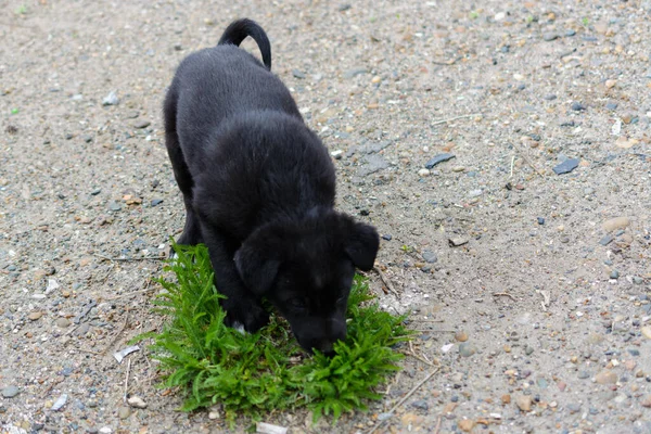 집없는 강아지가 지키고 있습니다 세대를 지구의 보존이라는 개념입니다 강아지 — 스톡 사진