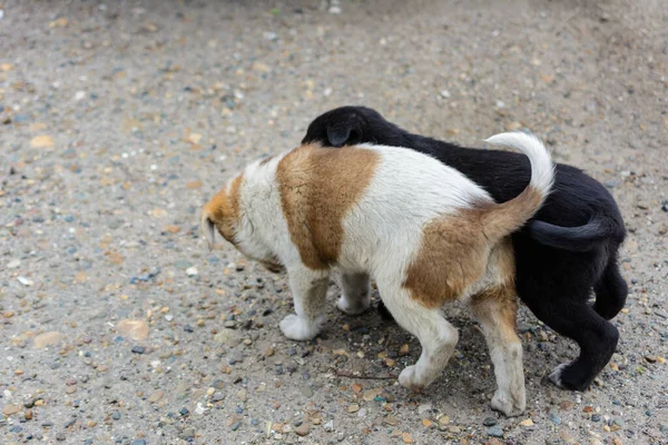 귀여운 집없는 강아지 마리가 싸우고 물어뜯고 있습니다 화이트 Spotty 재미있는 — 스톡 사진