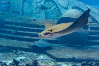 Stingray su altında yüzüyor. İğne vatozu, ılıman ve tropikal sularda da bulunur. Atlantis, Sanya, Hainan Adası, Çin.