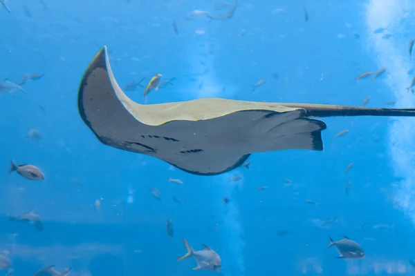 Sting Ray Swimming Underwater 短尾刺灰或平纹刺灰 Bathytoshia Brevicaudata 是稻草科中一种常见的刺光种类 中国海南岛 亚特兰蒂斯 — 图库照片