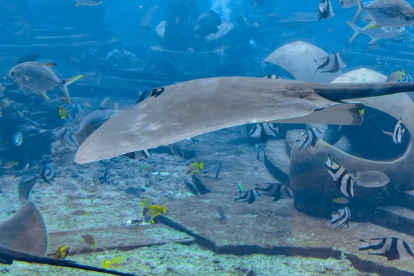 Sting Ray Nadando Bajo Agua Raya Cola Corta Bathytoshia Brevicaudata —  Fotos de Stock