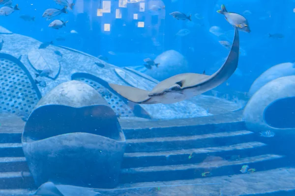 Stingray Swimming Underwater Sting Ray Also Called Sea Cats Found — Stock Photo, Image