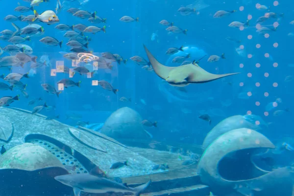 Stingray Nadando Bajo Agua Rayo Punzante También Llama Gatos Marinos —  Fotos de Stock