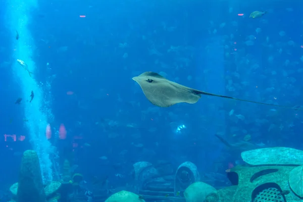 Sting Ray Swimming Underwater Short Tail Stingray Smooth Stingray Bathytoshia — Stock Photo, Image