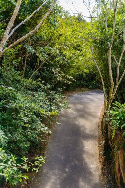 The various vegetation, flowers and trees in the tropical forest in Yanoda Park,  Sanya city. Hainan island, China.