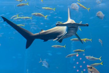Hammerhead shark in the aquarium. The great hammerhead (Sphyrna mokarran) is the largest species of hammerhead shark, belonging to the family Sphyrnidae. Atlantis, Sanya, island Hainan, China. clipart