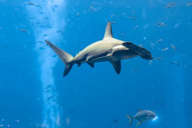 Akvaryumdaki çekiç başlı köpekbalığı. Büyük çekiç başlı (Sphyrna mokarran), Sphyrnidae familyasına ait en büyük çekiç başlı köpekbalığı türüdür. Atlantis, Sanya, Hainan Adası, Çin.
