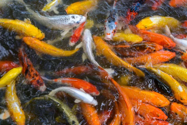 Koi Più Specificamente Jinli Nishikigoi Letteralmente Carpa Broccata Sono Varietà — Foto Stock