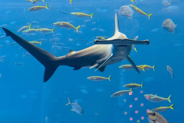 Hammerhead Shark Aquarium Great Hammerhead Sphyrna Mokarran Largest Species Hammerhead — Stock Photo, Image