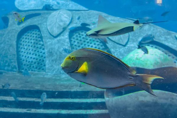 Βατραχόψαρο Acanthurus Xanthopterus Κιτρινόψαρο Acanthurus Dussumieri Στο Ενυδρείο Atlantis Sanya — Φωτογραφία Αρχείου