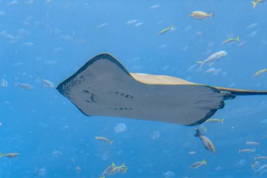 Sting Ray su altında yüzüyor. Kısa kuyruklu vatoz (Bathytoshia brevicaudata), Dasyatidae familyasından bir iğneli vatoz türü. Atlantis, Sanya, Hainan Adası, Çin.