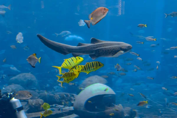 Una Amplia Variedad Peces Más 500 Especies Peces Tiburones Corales —  Fotos de Stock