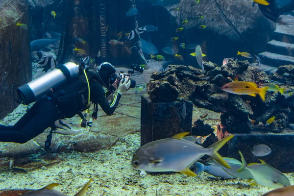 Underwater photographers on scuba dives with in the huge aquarium. Divers with camera surrounded by a large number of fish. Sanya, Hainan, China.